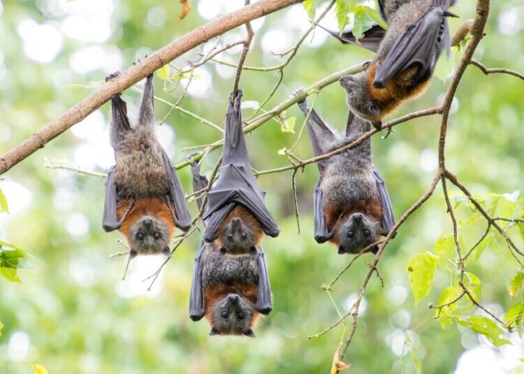 We’ve Been Underestimating Flying Foxes
