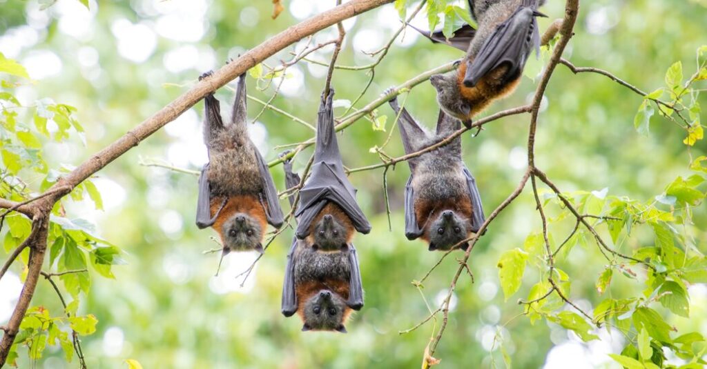 We’ve Been Underestimating Flying Foxes