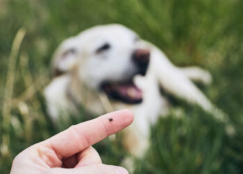 Ask a Vet: Tick season is almost here. Here’s what you need to know.