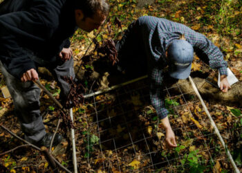 Should New York City Burn Its Parks? This Scientist Thinks So.