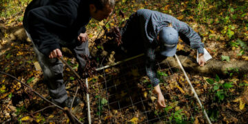 Should New York City Burn Its Parks? This Scientist Thinks So.