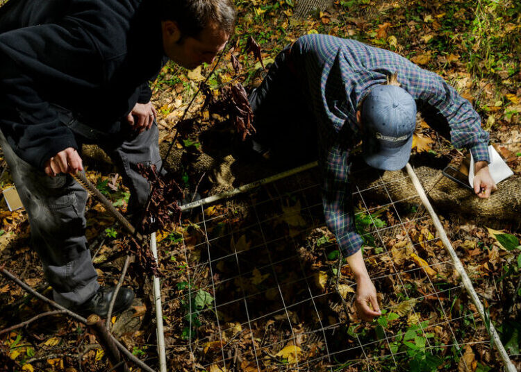 Should New York City Burn Its Parks? This Scientist Thinks So.