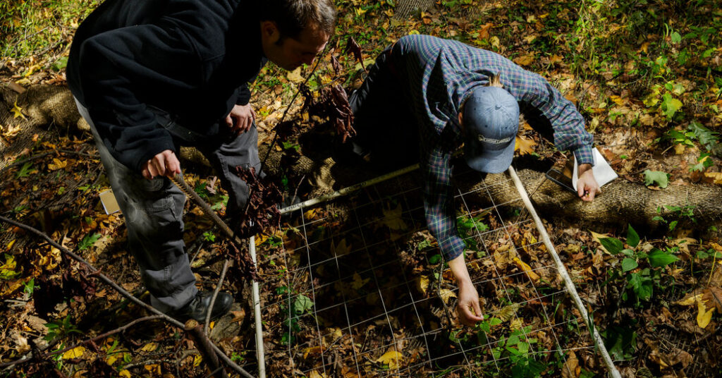 Should New York City Burn Its Parks? This Scientist Thinks So.