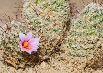 A Passionate Floral Manifesto