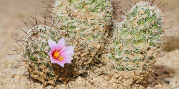 A Passionate Floral Manifesto