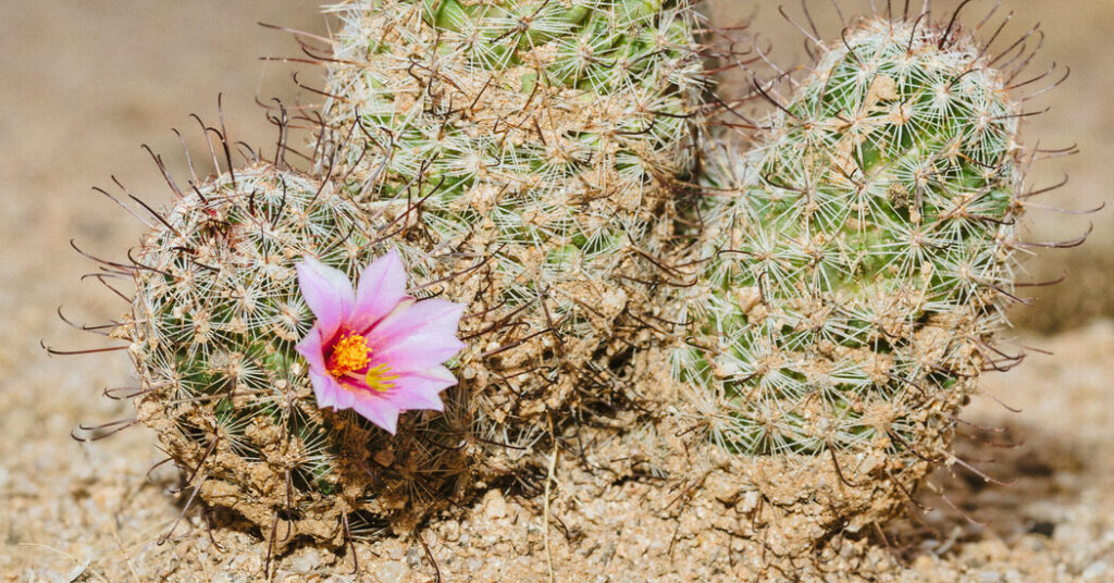 A Passionate Floral Manifesto