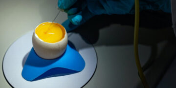 How to Turn a Chicken Egg Into a Drug Factory