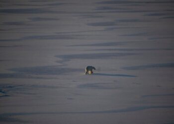 Winter Sea Ice in the Arctic Ties a Record Low