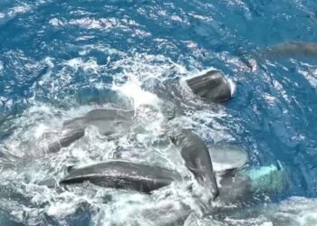 Scientists Filmed a Whale Birth. The Surprise: Mom Had Many Helpers.