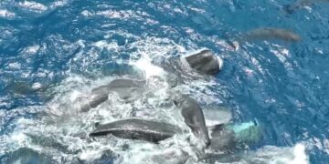 Scientists Filmed a Whale Birth. The Surprise: Mom Had Many Helpers.