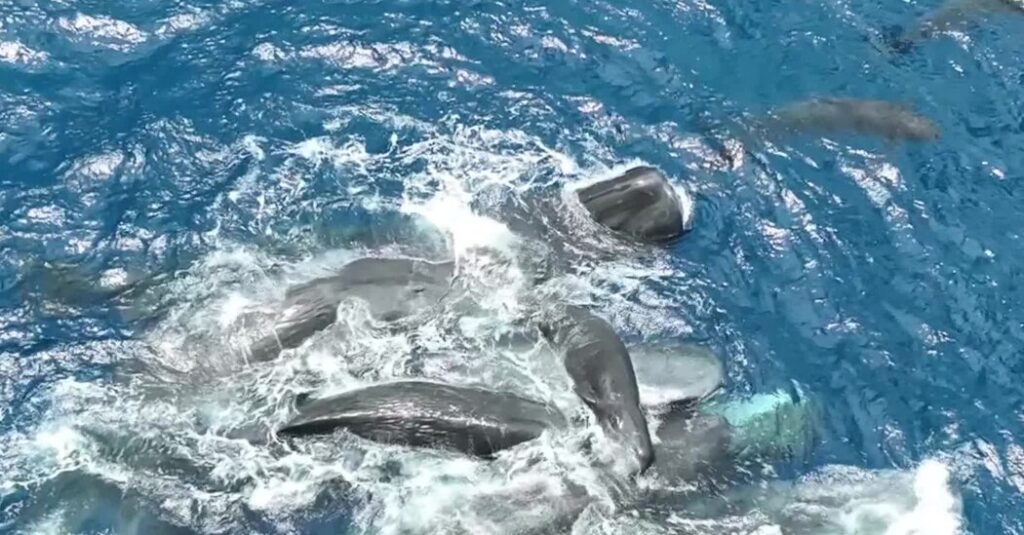 Scientists Filmed a Whale Birth. The Surprise: Mom Had Many Helpers.
