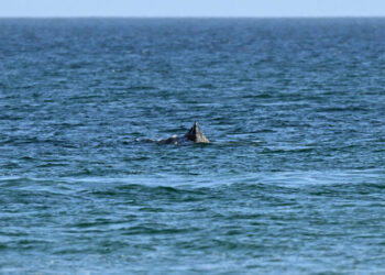 Humpback Whale Is Freed After Days Stranded Off German Beach