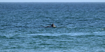 Humpback Whale Is Freed After Days Stranded Off German Beach