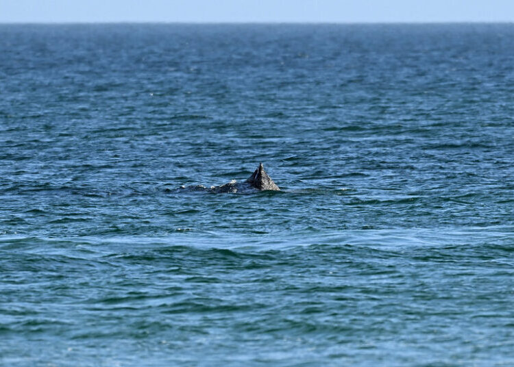Humpback Whale Is Freed After Days Stranded Off German Beach