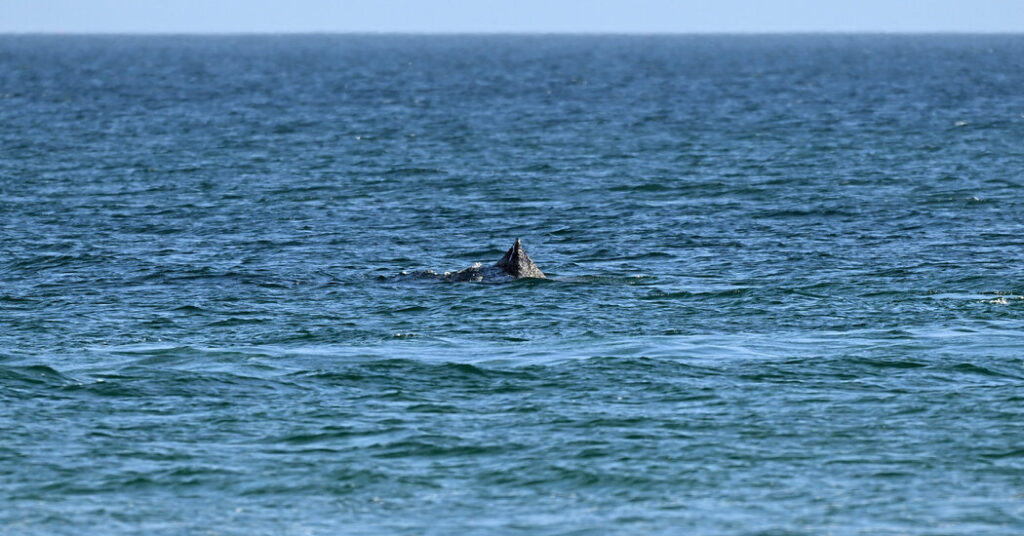 Humpback Whale Is Freed After Days Stranded Off German Beach