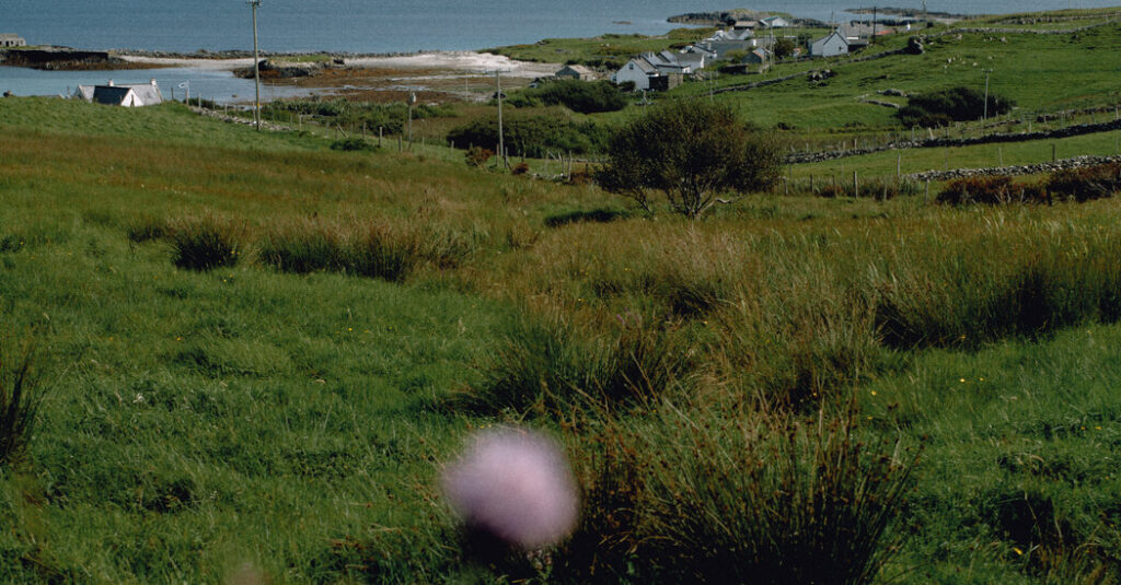 In Tana French’s New Novel, the Secrets Are Dark and Jagged