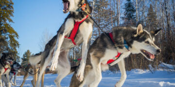 ‘Their Power Feels Like Mine’: A Dog Sled Racer Says Goodbye To Her Pack