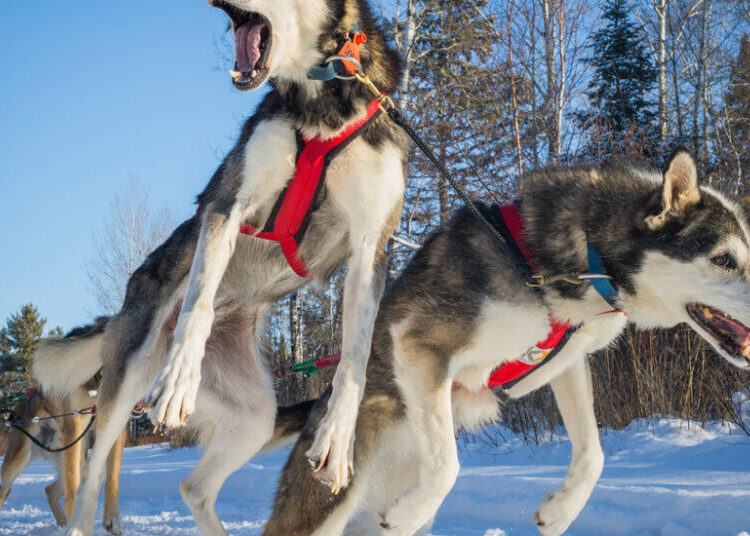 ‘Their Power Feels Like Mine’: A Dog Sled Racer Says Goodbye To Her Pack