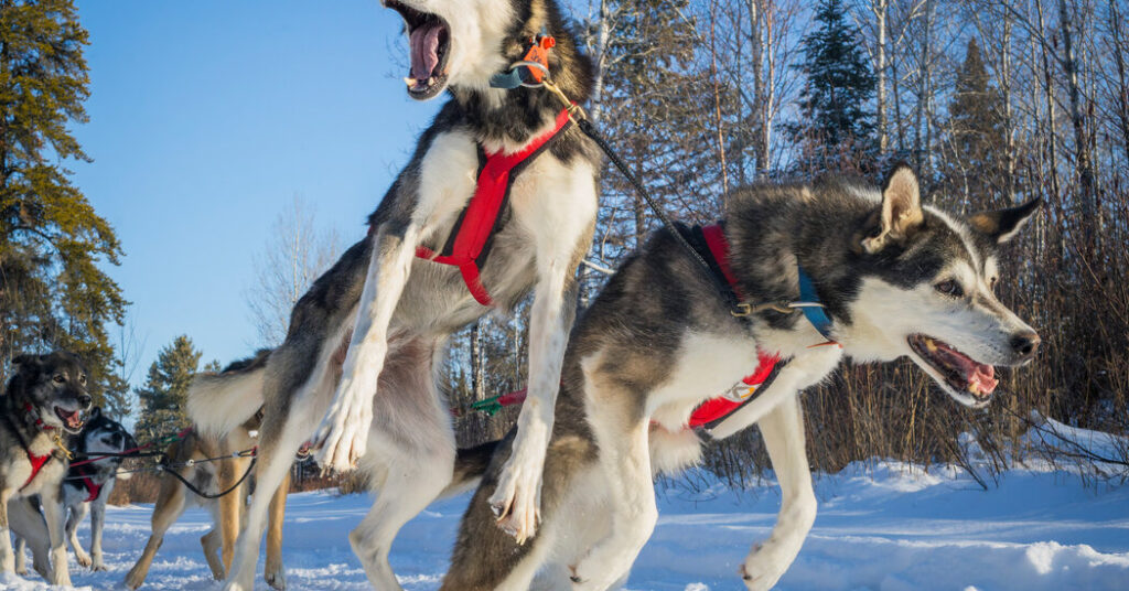 ‘Their Power Feels Like Mine’: A Dog Sled Racer Says Goodbye To Her Pack