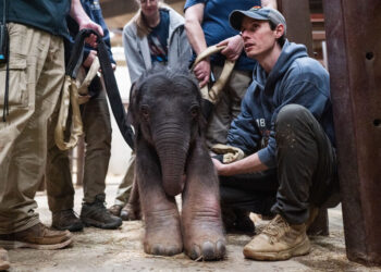 Why the National Zoo is feeding its baby elephant poop
