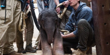 Why the National Zoo is feeding its baby elephant poop