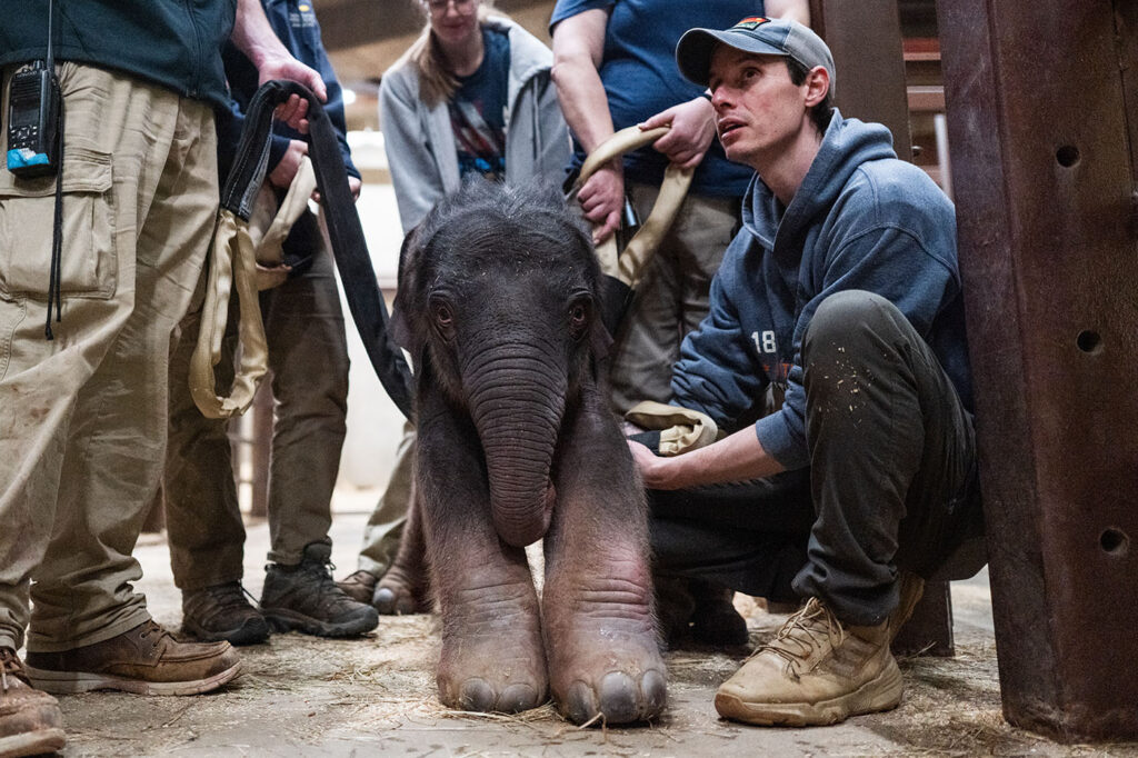Why the National Zoo is feeding its baby elephant poop