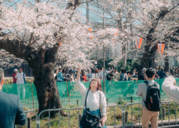 When Will Japan’s Cherry Blossoms Bloom? A.I. Can Help Answer That
