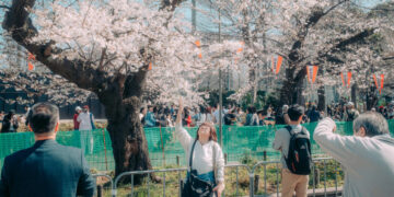 When Will Japan’s Cherry Blossoms Bloom? A.I. Can Help Answer That