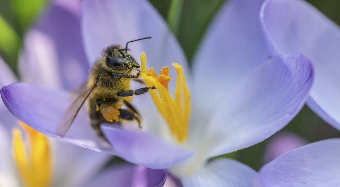 5 Ways to Celebrate New Growth With the Coming Spring Equinox