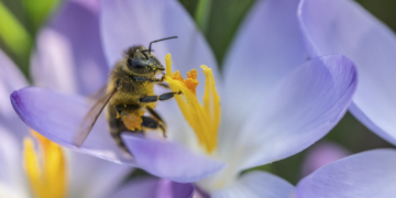 5 Ways to Celebrate New Growth With the Coming Spring Equinox