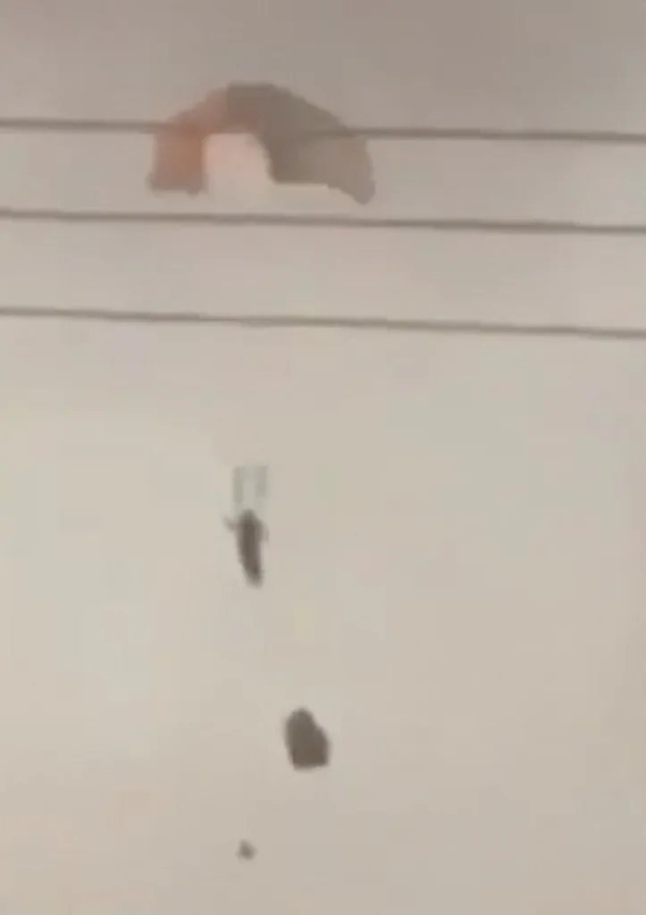 A person parachutes in Al Jahra.