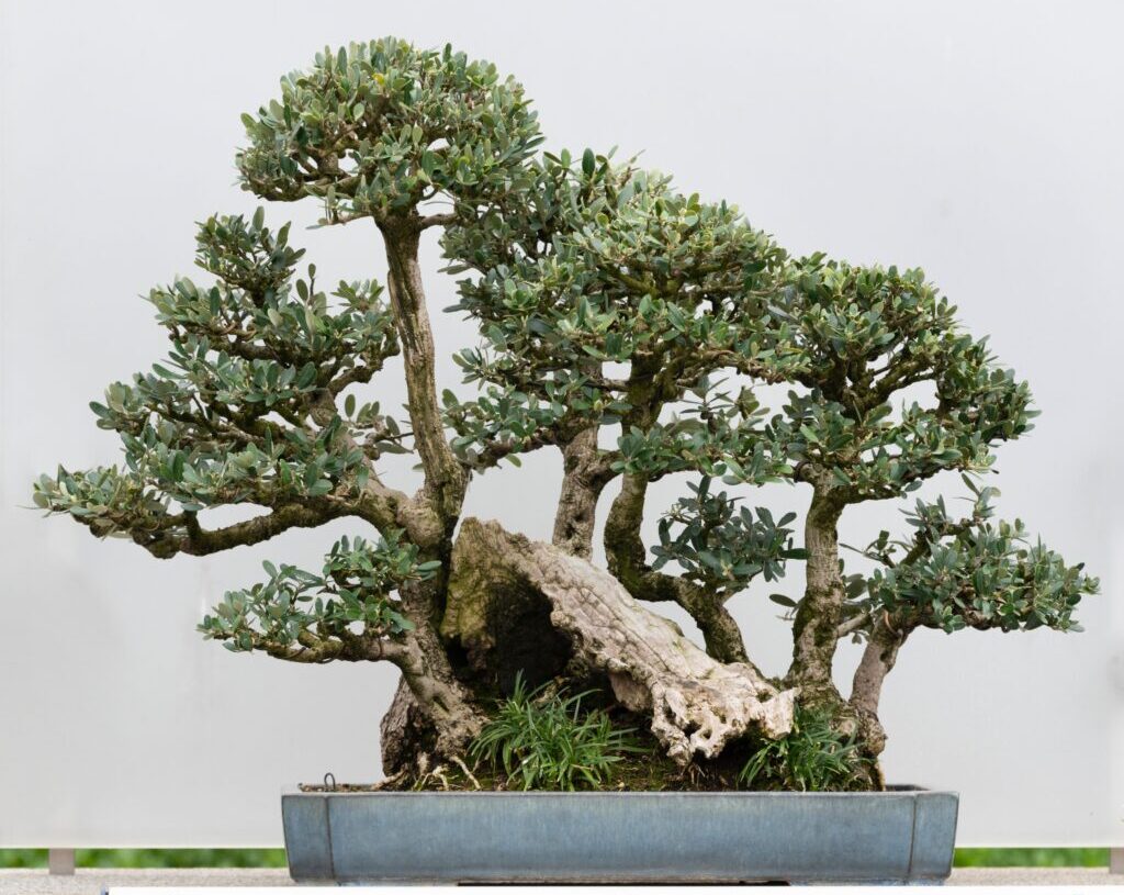 The tiny forests that could save endangered trees