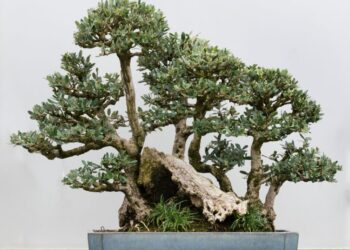 The tiny forests that could save endangered trees