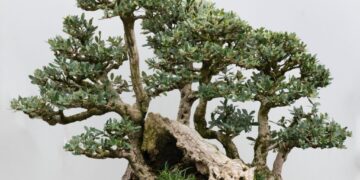 The tiny forests that could save endangered trees