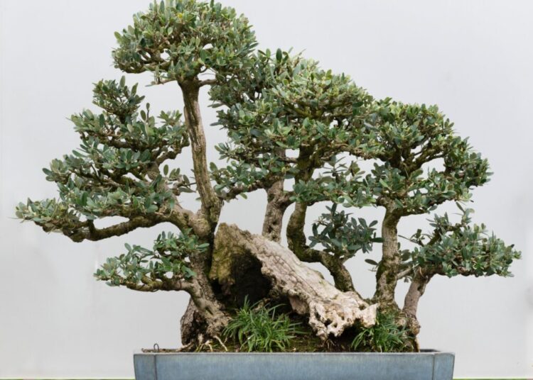 The tiny forests that could save endangered trees