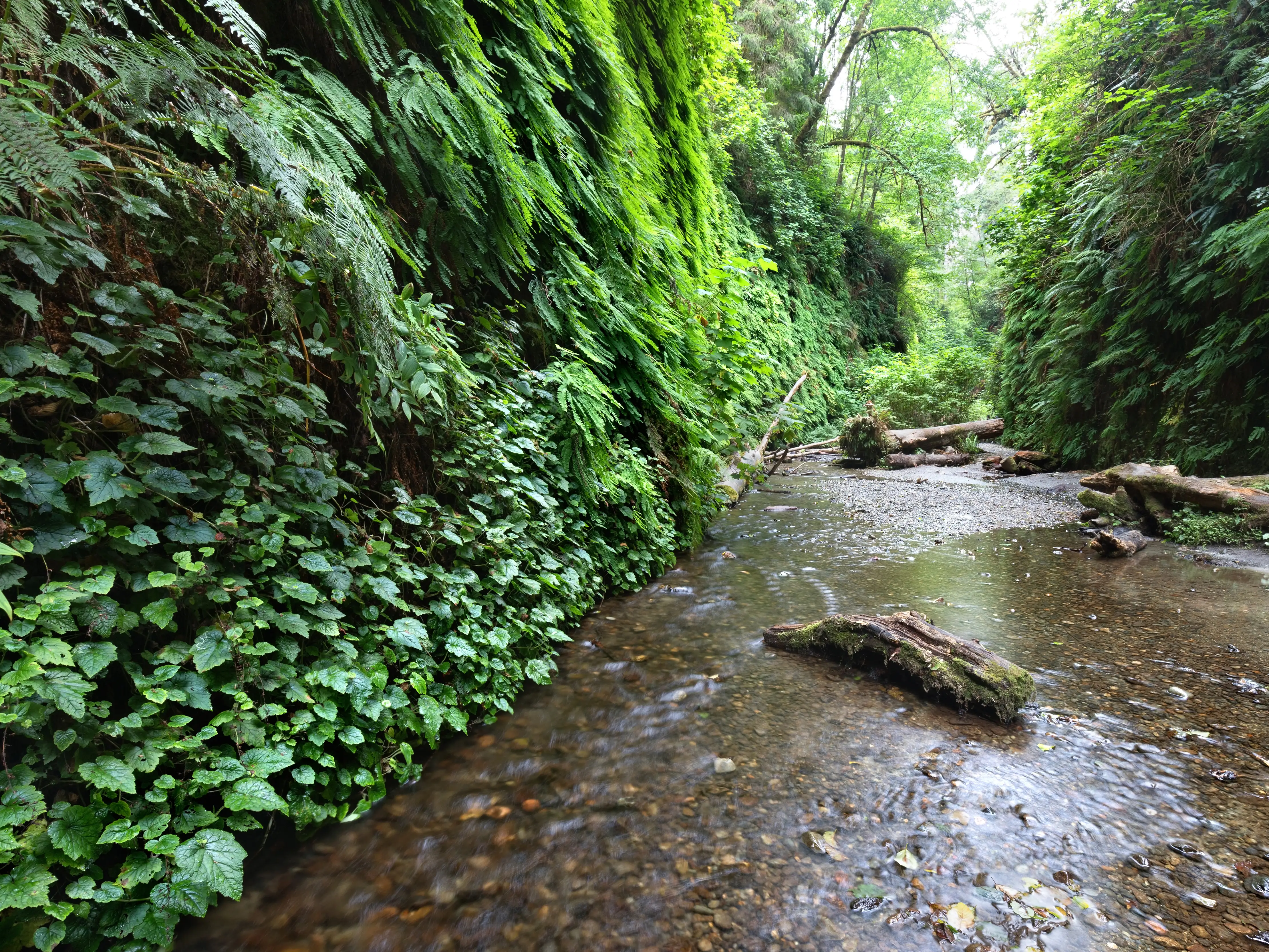 fern canyon