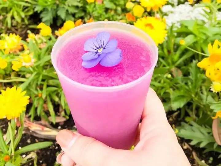 hand holding a cup of violet lemonade in front of some flowers at epcot