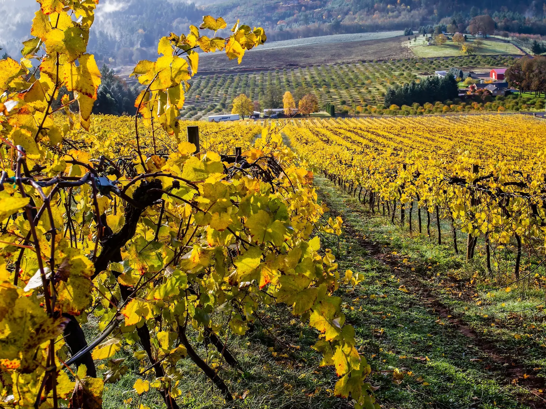 vineyard in Willamette Valley oregon