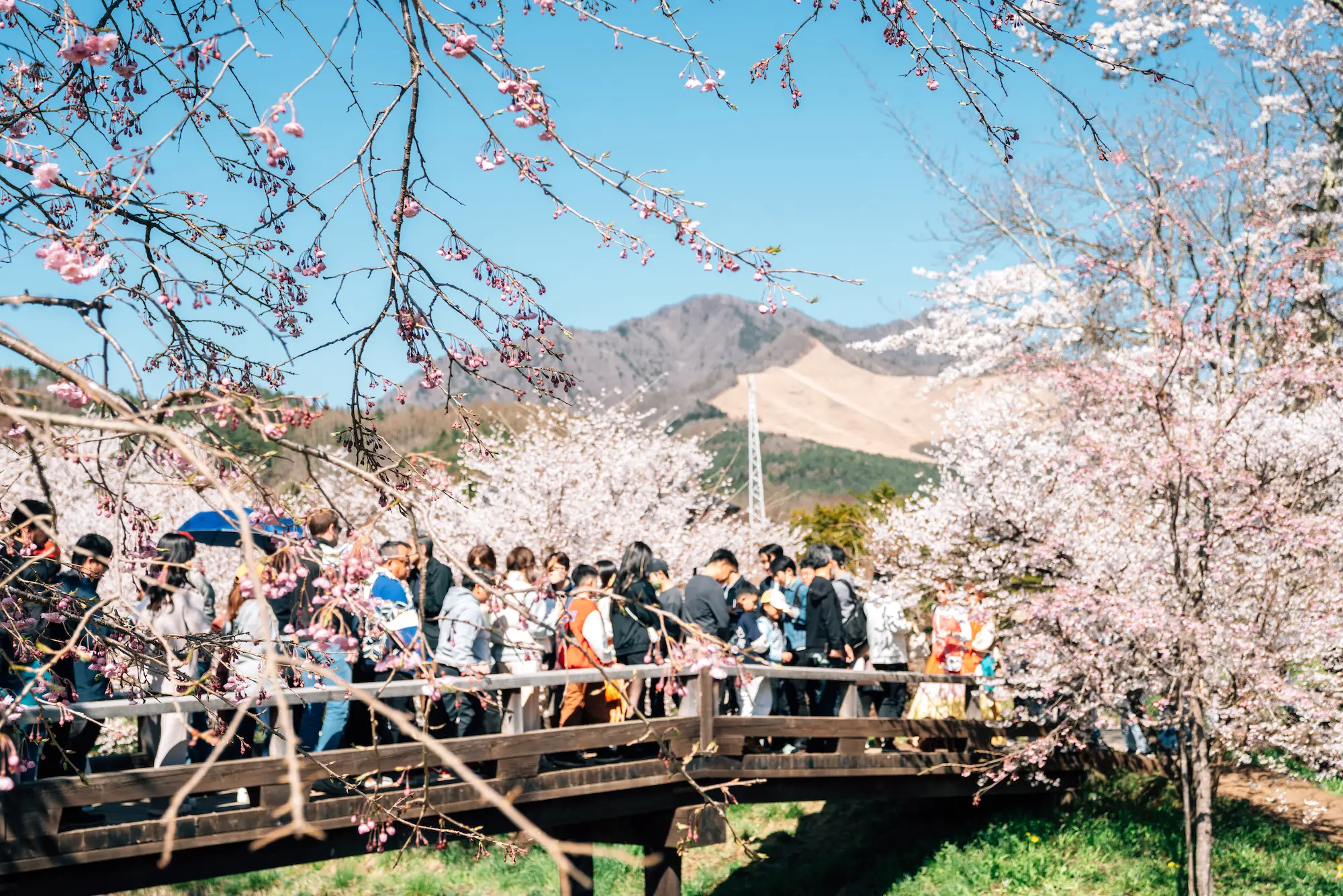 Cherry blossom trees in Japan