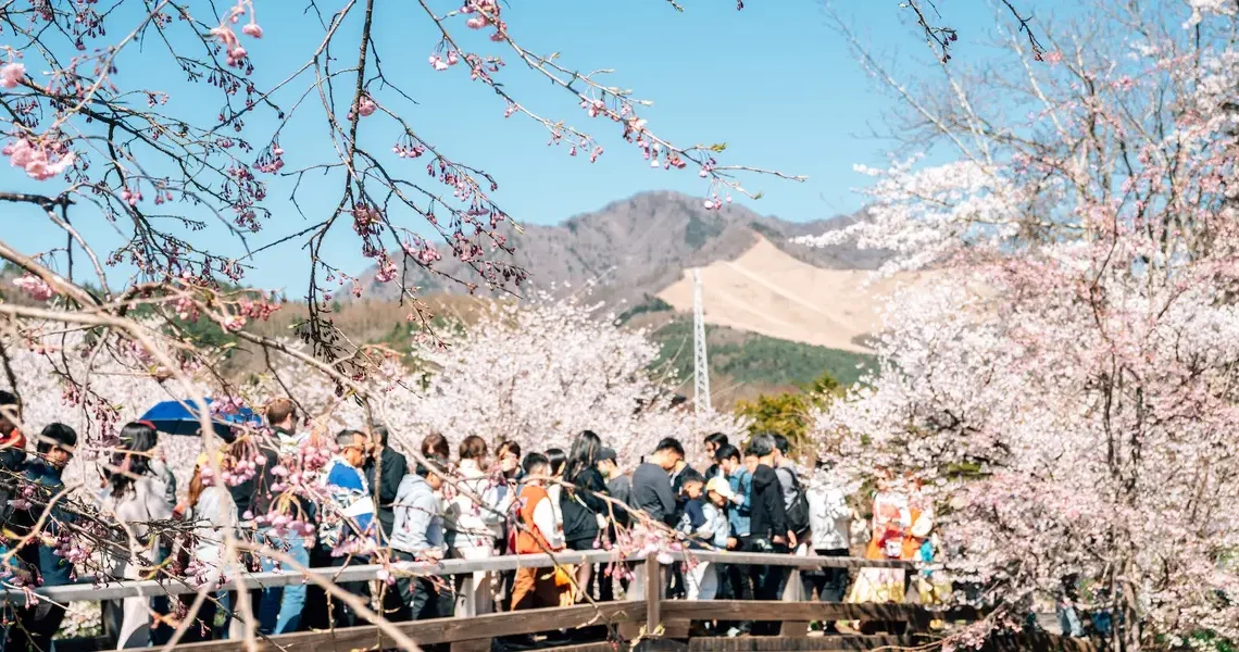 I went to Japan during peak cherry blossom season and found an easy way to escape the crowds at popular tourist attractions
