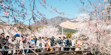 I went to Japan during peak cherry blossom season and found an easy way to escape the crowds at popular tourist attractions