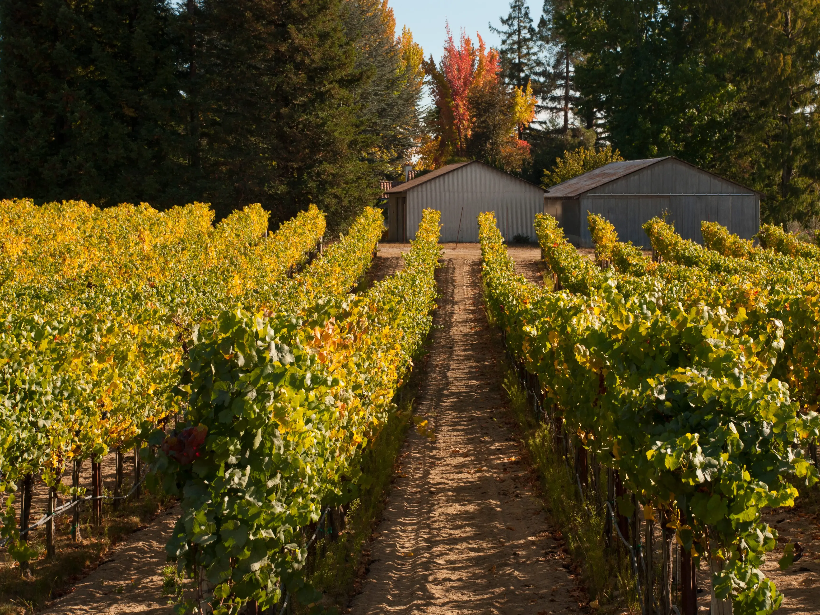 Vineyard in Sonoma County, California.