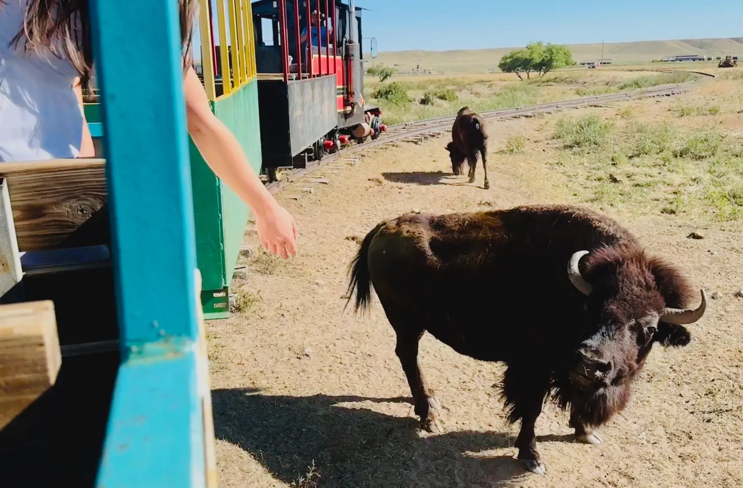 A hand reaching out to touch a bison from a trolley in Cheyenne, Wyoming.