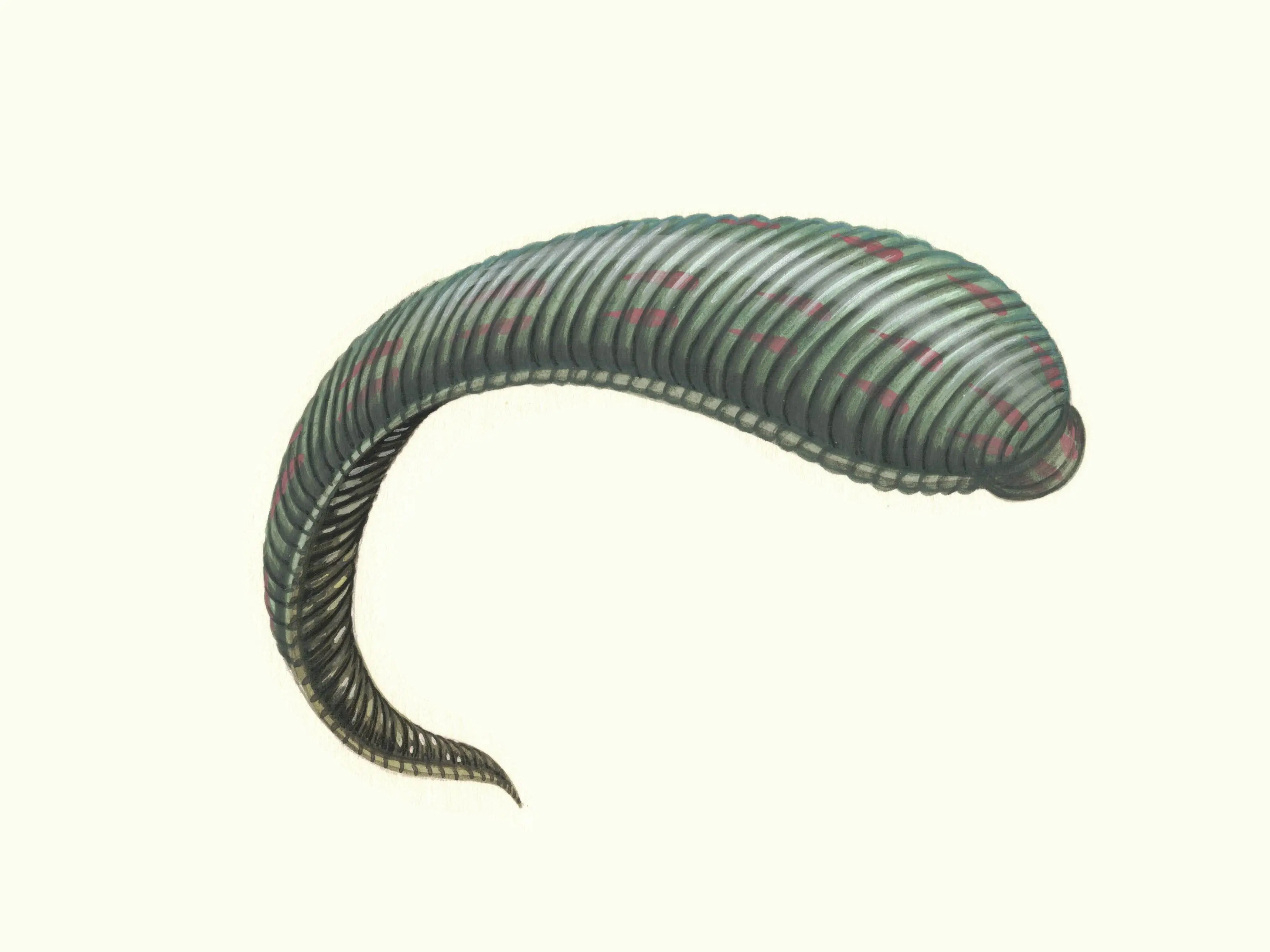 Leech