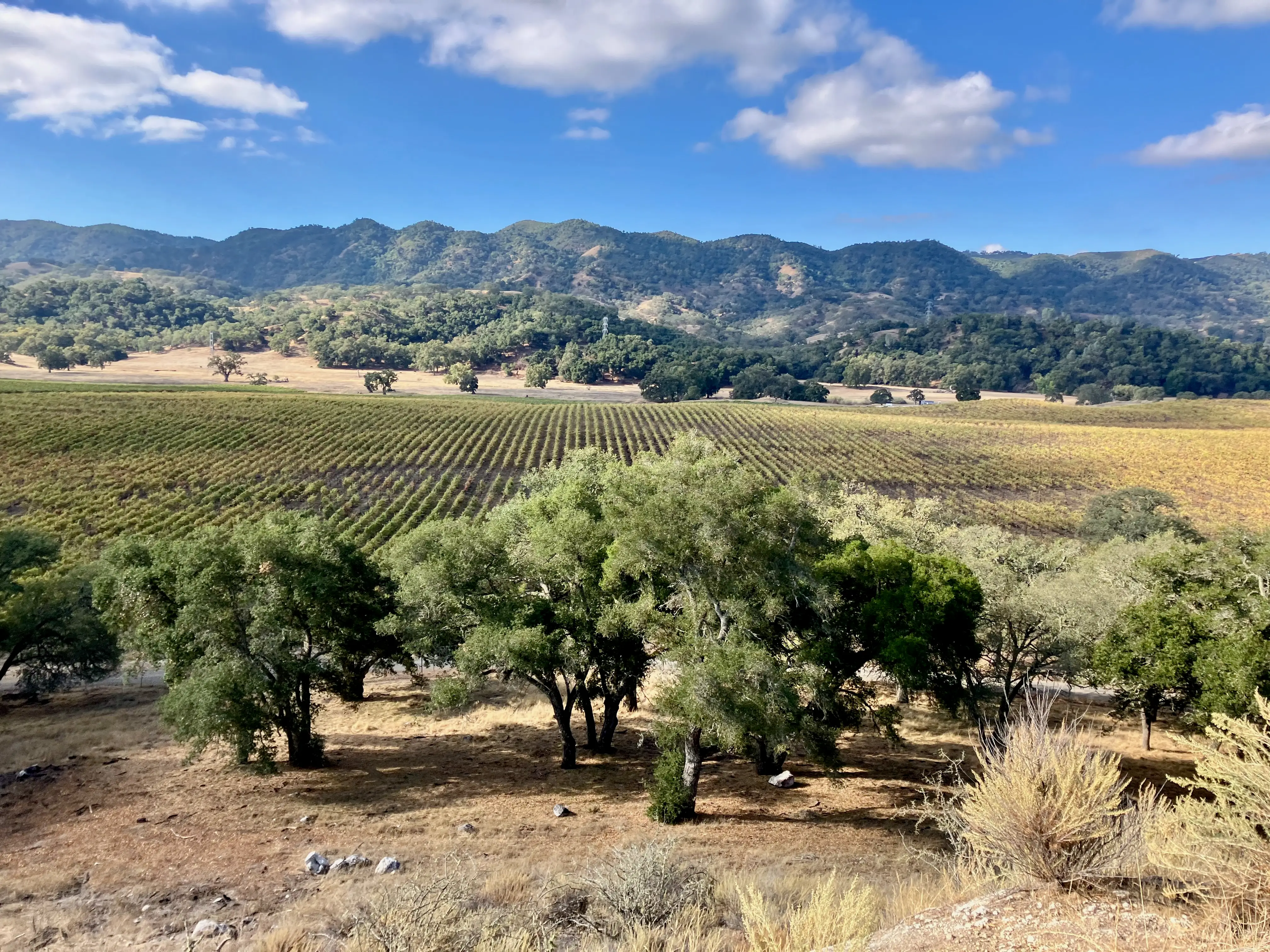 Vineyard, trees in Paso Robles