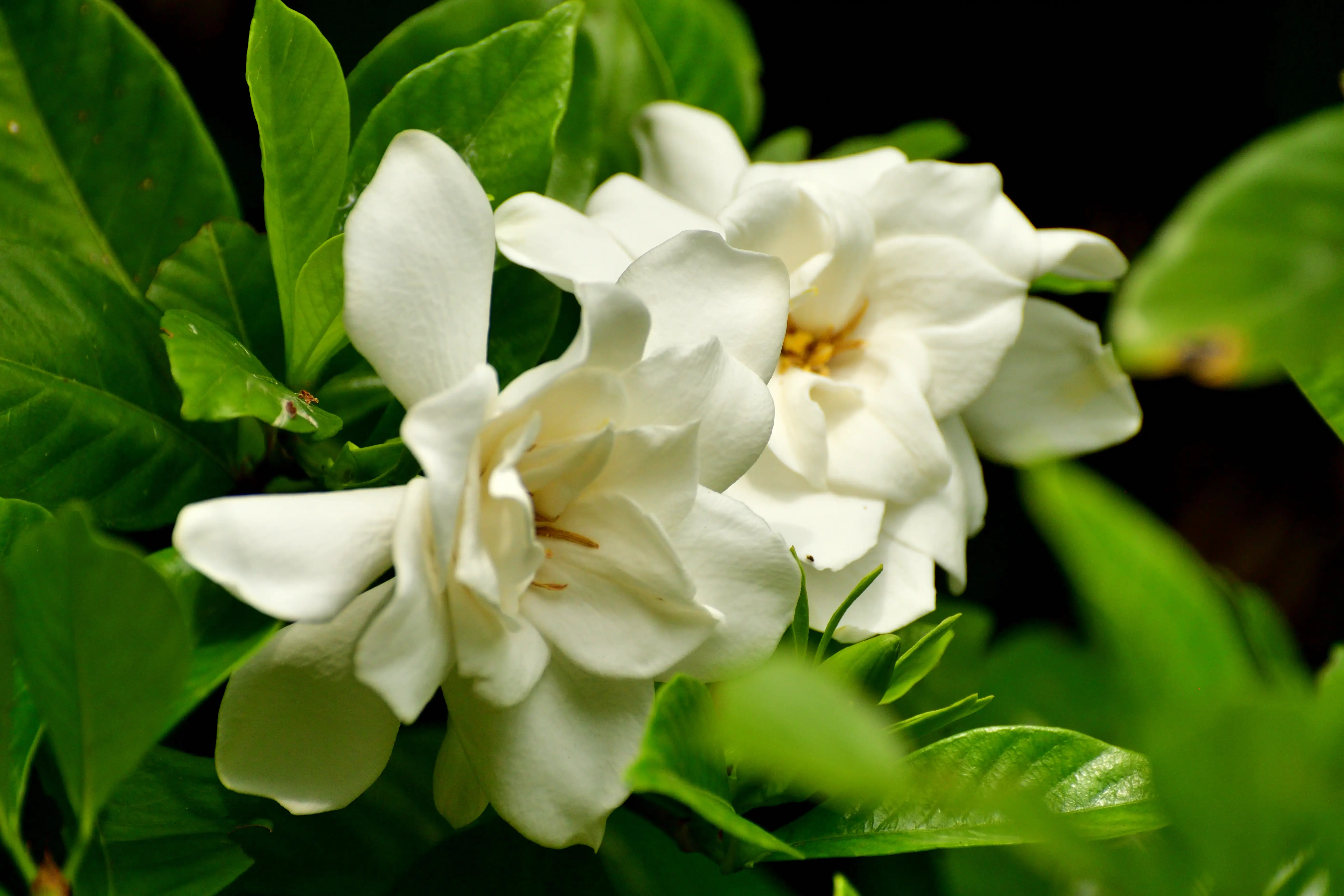 A close-up of gardenia flowers.