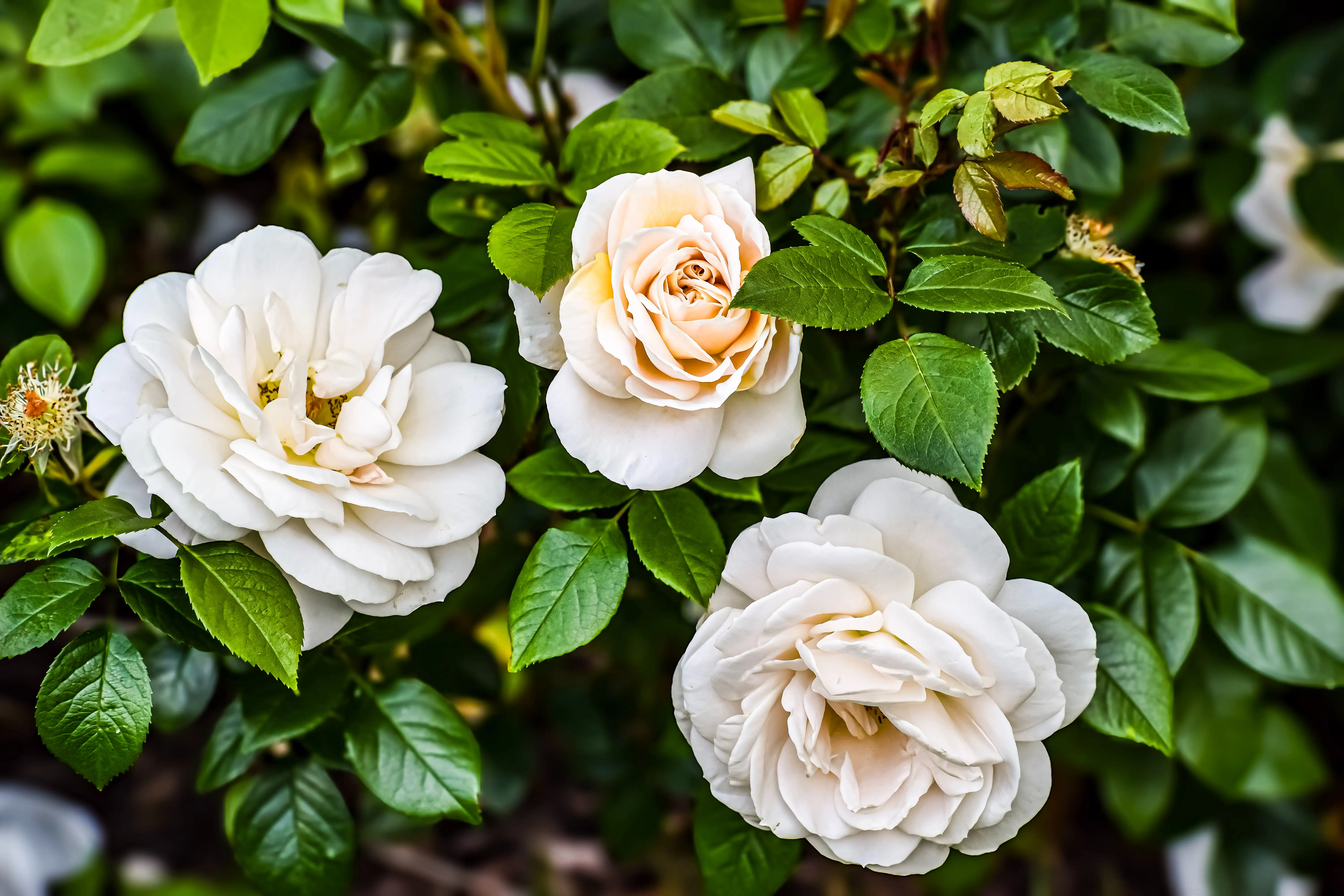White roses amid green leaves.