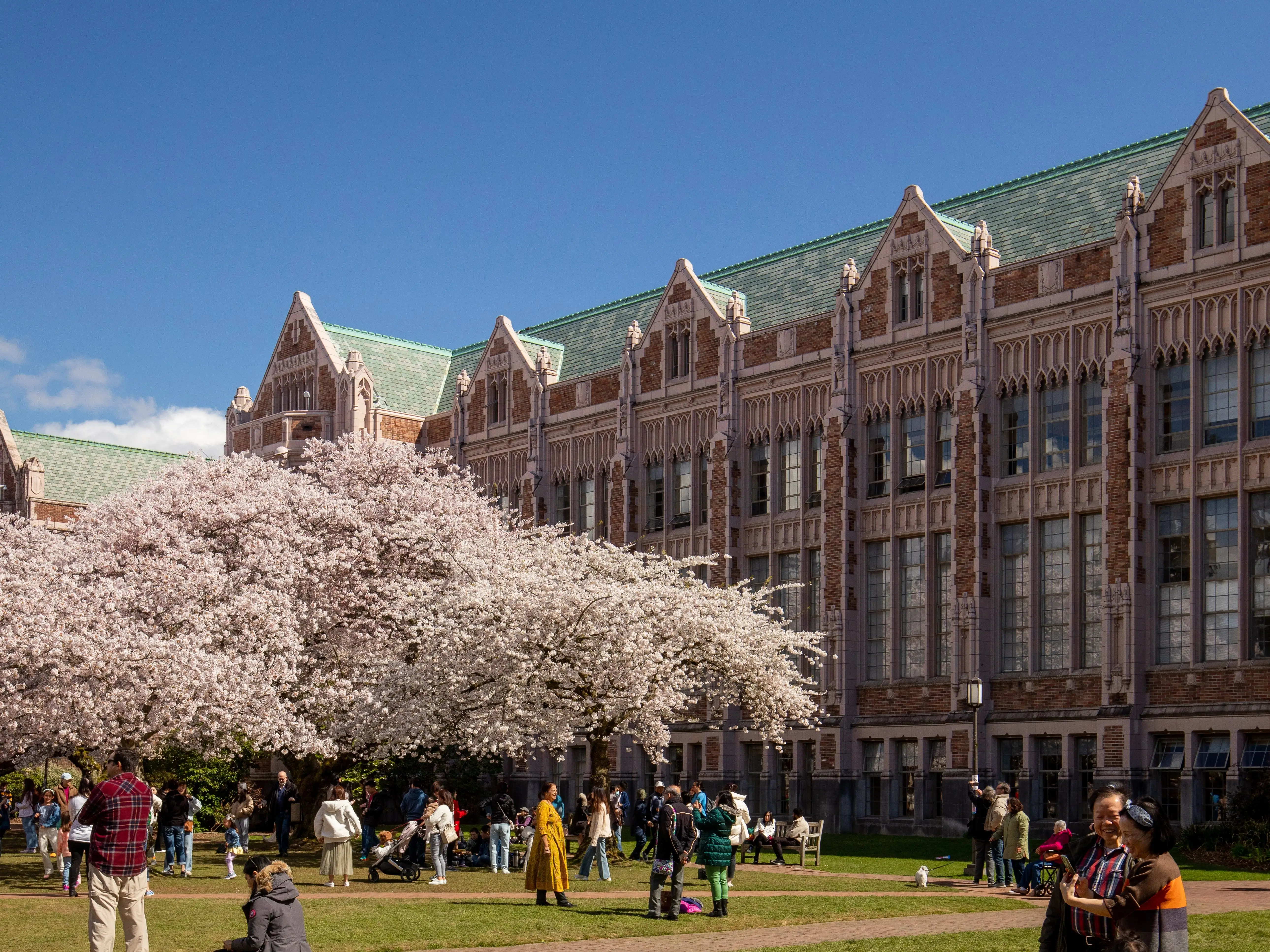 Beautiful sakura blossom trees at the University Washington, people resting and walking
