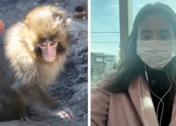 I visited Punch, the famous baby monkey, in Japan. Here’s what TikTok doesn’t show.