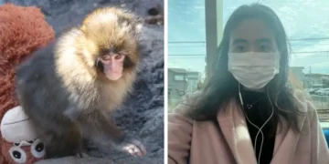 I visited Punch, the famous baby monkey, in Japan. Here’s what TikTok doesn’t show.
